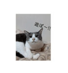 かわいい猫ちゃんのスタンプ！（個別スタンプ：8）