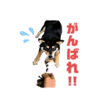 サスケ 第八弾（個別スタンプ：1）