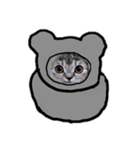 おうちのこねこーん（個別スタンプ：1）