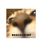 ねこねこネットワークから来たこむぎ（個別スタンプ：4）