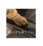 ねこねこネットワークから来たこむぎ（個別スタンプ：8）