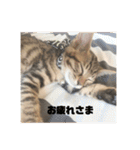 ねこねこネットワークから来たこむぎ（個別スタンプ：11）