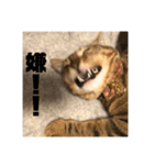 ねこねこネットワークから来たこむぎ（個別スタンプ：12）