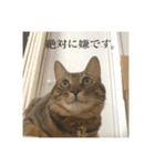 ねこねこネットワークから来たこむぎ（個別スタンプ：13）