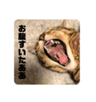 ねこねこネットワークから来たこむぎ（個別スタンプ：20）