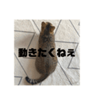 ねこねこネットワークから来たこむぎ（個別スタンプ：21）