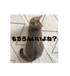 ねこねこネットワークから来たこむぎ（個別スタンプ：22）