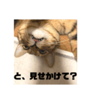 ねこねこネットワークから来たこむぎ（個別スタンプ：23）