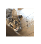 ねこねこネットワークから来たこむぎ（個別スタンプ：28）