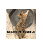 ねこねこネットワークから来たこむぎ（個別スタンプ：31）