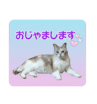 メイちゃん 2（個別スタンプ：2）