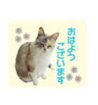 メイちゃん 2（個別スタンプ：3）