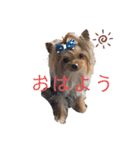 ヨーキーのマナちゃん（個別スタンプ：1）