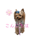 ヨーキーのマナちゃん（個別スタンプ：2）