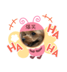 ヨーキーのマナちゃん（個別スタンプ：10）