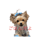 ヨーキーのマナちゃん（個別スタンプ：12）