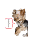 ヨーキーのマナちゃん（個別スタンプ：16）