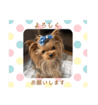 ヨーキーのマナちゃん（個別スタンプ：18）
