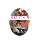 ヨーキーのマナちゃん（個別スタンプ：22）
