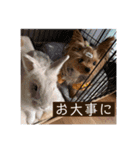 ヨーキーのマナちゃん（個別スタンプ：23）