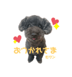 我が家のお犬様！Rifuだワン！2（個別スタンプ：1）