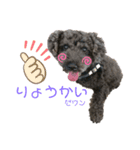 我が家のお犬様！Rifuだワン！2（個別スタンプ：2）