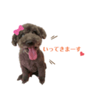 我が家のお犬様！Rifuだワン！2（個別スタンプ：5）