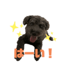 我が家のお犬様！Rifuだワン！2（個別スタンプ：6）