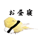 インコ寿司（個別スタンプ：9）
