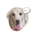ベーちんのスタンプ（個別スタンプ：1）