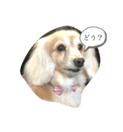 ベーちんのスタンプ（個別スタンプ：2）