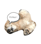 ベーちんのスタンプ（個別スタンプ：5）