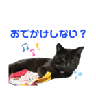 ねこのかぞく the cats family（個別スタンプ：2）