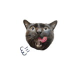ねこのかぞく the cats family（個別スタンプ：5）
