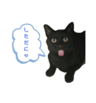 ねこのかぞく the cats family（個別スタンプ：8）