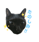 ねこのかぞく the cats family（個別スタンプ：11）