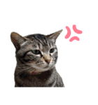 ねこのかぞく the cats family（個別スタンプ：14）
