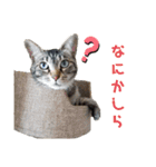 ねこのかぞく the cats family（個別スタンプ：15）