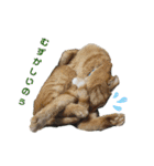 ねこのかぞく the cats family（個別スタンプ：18）