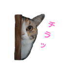 ねこのかぞく the cats family（個別スタンプ：19）