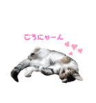 ねこのかぞく the cats family（個別スタンプ：20）