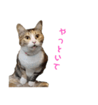 ねこのかぞく the cats family（個別スタンプ：21）