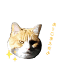 ねこのかぞく the cats family（個別スタンプ：22）
