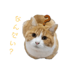 ねこのかぞく the cats family（個別スタンプ：23）