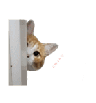 ねこのかぞく the cats family（個別スタンプ：24）