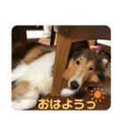ラフコリーShikibu part2（個別スタンプ：1）