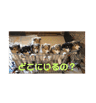 ラフコリーShikibu part2（個別スタンプ：3）