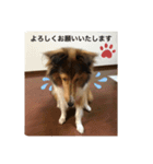 ラフコリーShikibu part2（個別スタンプ：8）