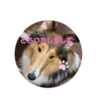 ラフコリーShikibu part2（個別スタンプ：11）