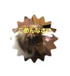ラフコリーShikibu part2（個別スタンプ：13）